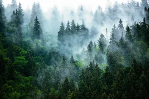 Reaching Tree Tops Wallpaper Mural